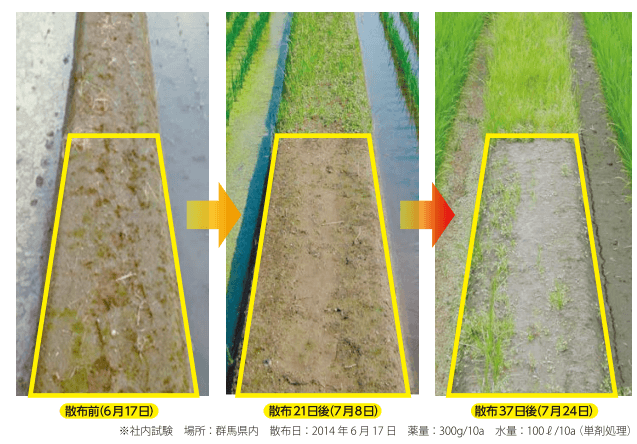 ※社内試験 場所：群馬県内 散布日：2014年6月17日 薬量：300g/10a 水量：100ℓ/10ℓ（単剤処理）