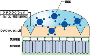 スカッシュの効果のメカニズム