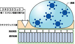 サーファクタントWK効果のメカニズム