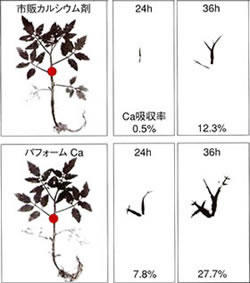 カルシウムの浸透移行性試験画像