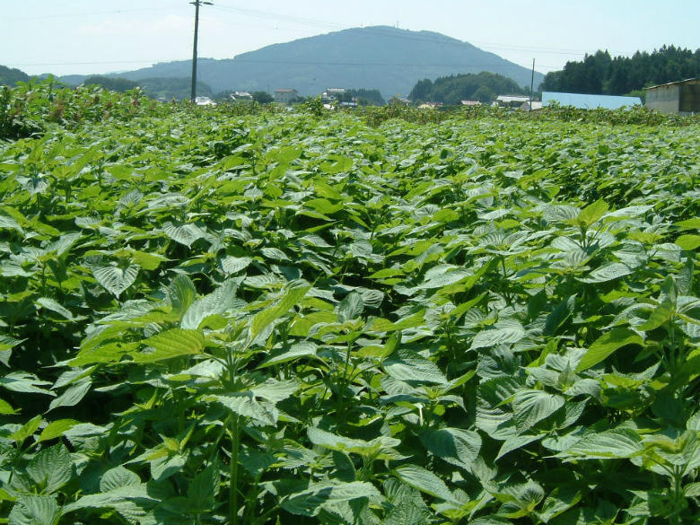 福島県田村地域の「エゴマ」