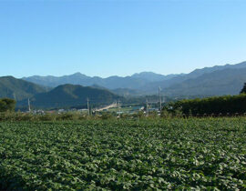 群馬県北毛地域の「枝豆」