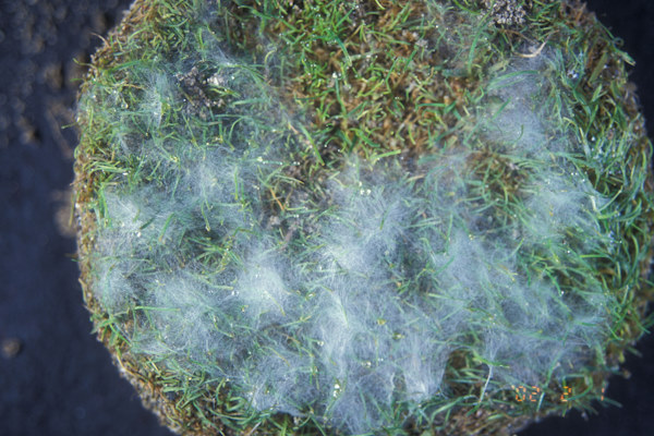 罹病葉上に形成されたピシウム属菌の菌糸