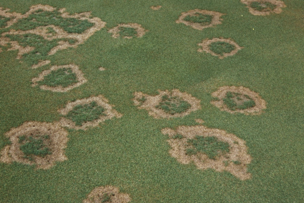 1980年代に見られたピシウム病（高温期）パッチ内部から芝芽が回復し、スモーキーリングを呈する