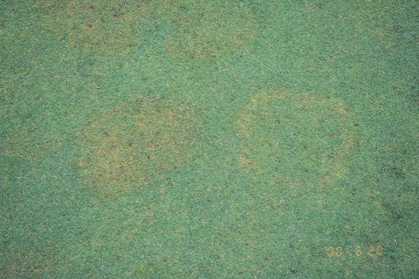 褐色リング葉腐病（にせブラウンパッチ）（ブラウンパッチ（左）と褐色リング葉腐病（右））