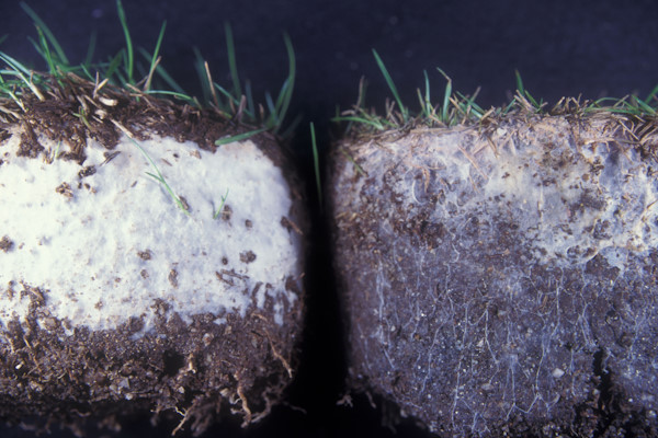 フェアリーリング病（リング部分の土壌に生息する菌糸（左：シバフタケ、右：ホコリタケ））