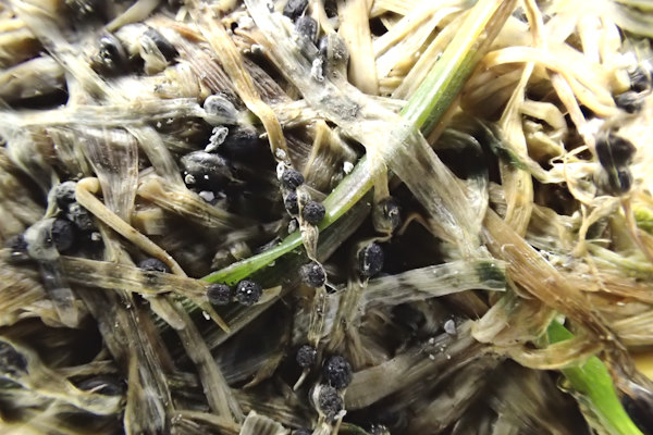 雪腐小粒菌核病（罹病葉上に形成された黒色小粒菌核②）