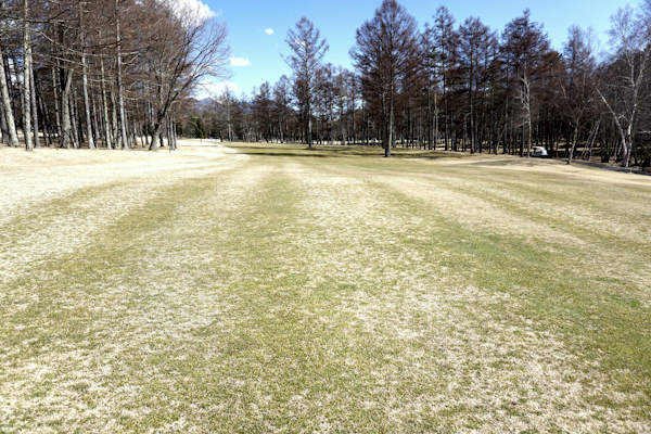 紅色雪腐病（フェアウェイに多発した小型パッチ（積雪地帯））