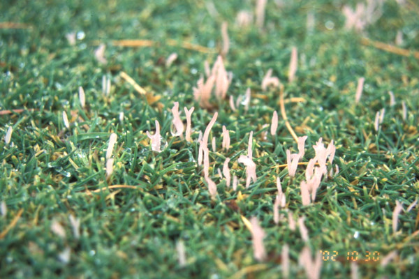 雪腐小粒菌核病（褐色小粒菌核の子実体）