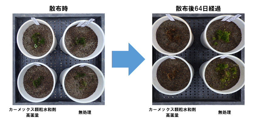 カーメックス顆粒水和剤散布後64日経過したフデゴケ