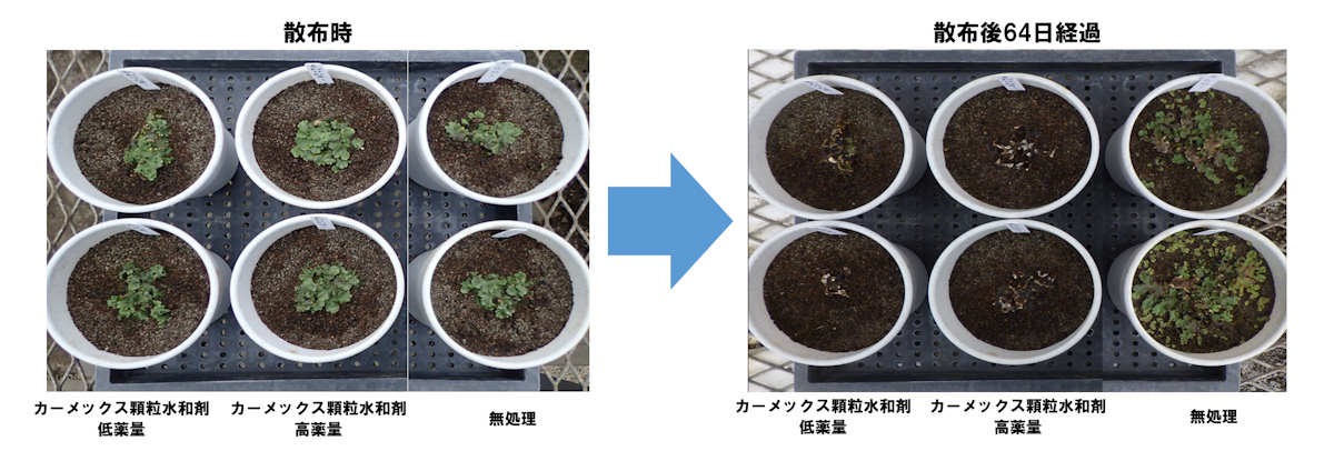 カーメックス顆粒水和剤「ゼニゴケへの効果：散布後64日経過写真」