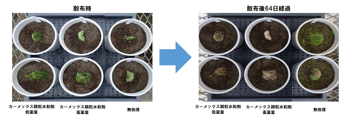 カーメックス顆粒水和剤散布後64日経過したギンゴケ