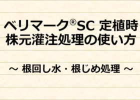 ベリマーク®SC　定植時 株元灌注処理の使い方