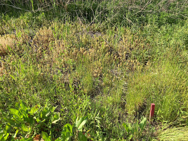 散布翌年5月のサーベルDF散布区　セイタカアワダチソウの再生はほとんどない。