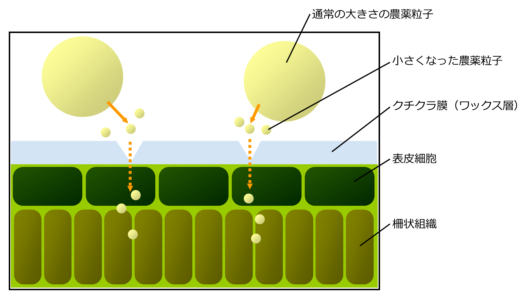 「可溶化」による浸透促進の図