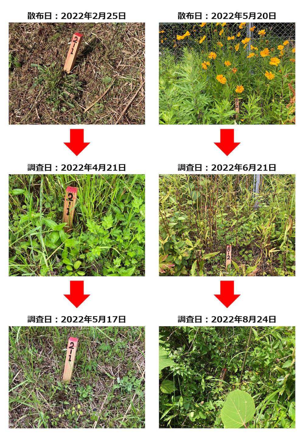 アトラクティブのオオキンケイギクに対する効果確認試験