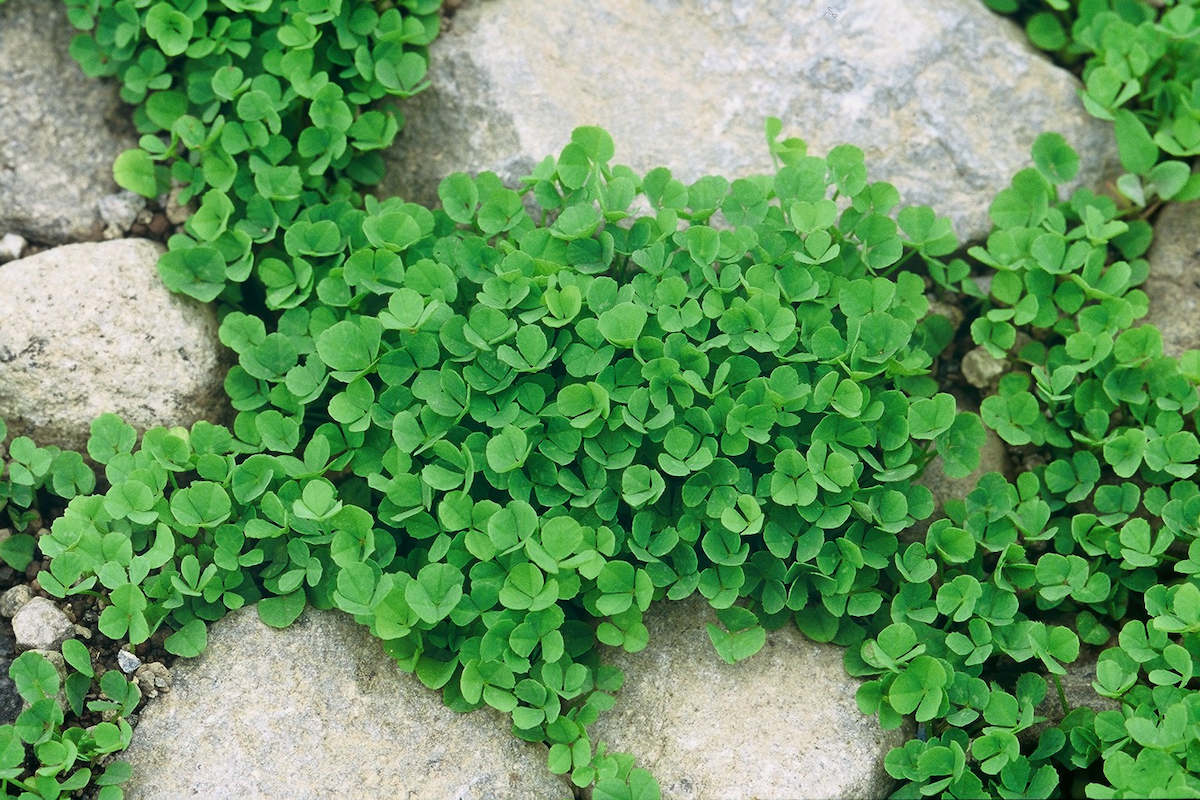 雑草かどうかの判断は人の主観によります！！「これは雑草？」