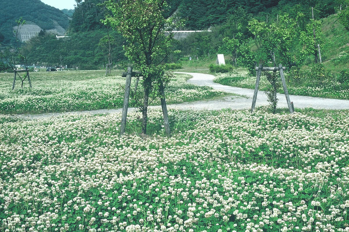 雑草かどうかの判断は人の主観によります！！「こうなると！！」