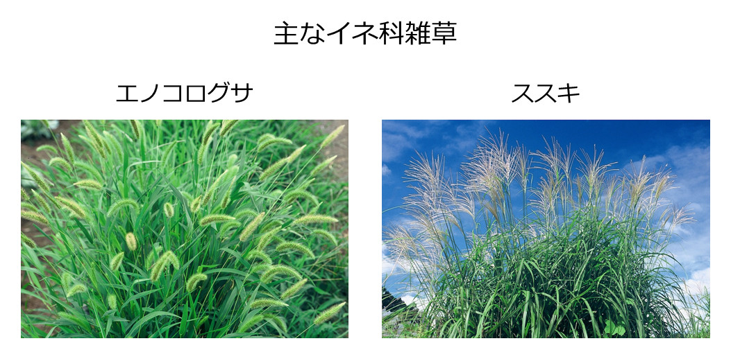 主なイネ科雑草「エノコログサ」「ススキ」