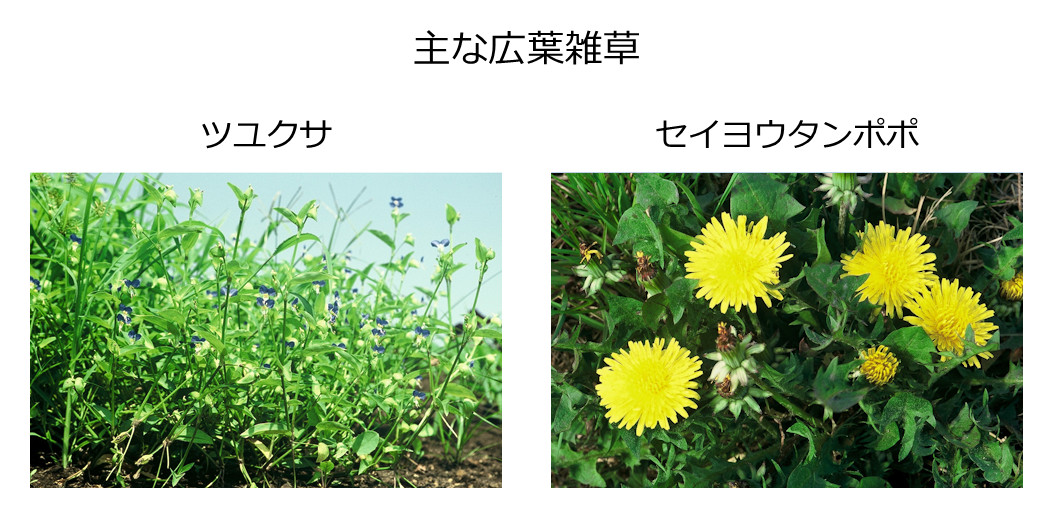 主な広葉雑草「ツユクサ」「セイヨウタンポポ」