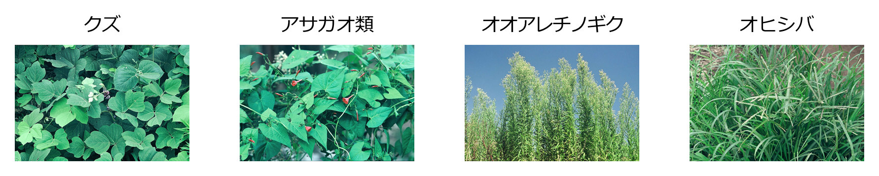 難防除雑草の例「クズ」「アサガオ類」「オオアレチノギク」「オヒシバ」