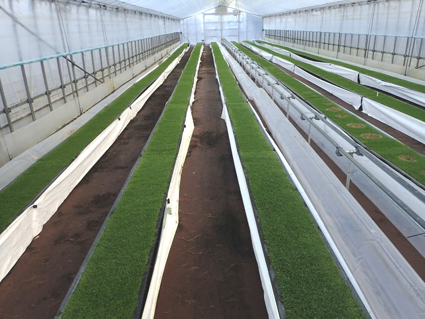 パイプハウス内のベントグラスに移植