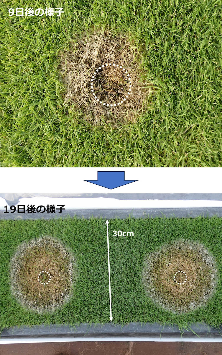 紅色雪腐病のパッチを埋め込みました(○印部分)