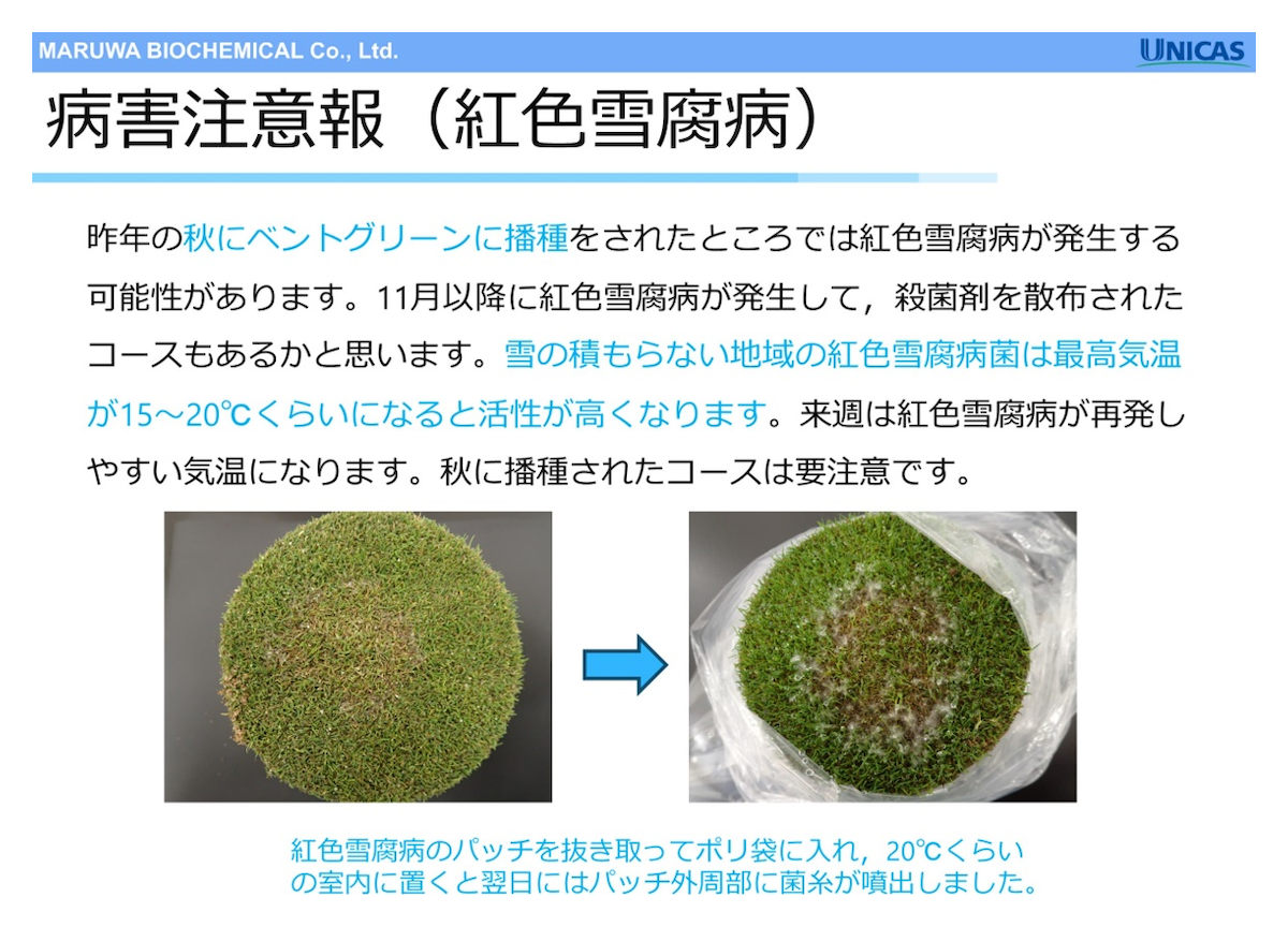 病害注意報(紅色雪腐病)