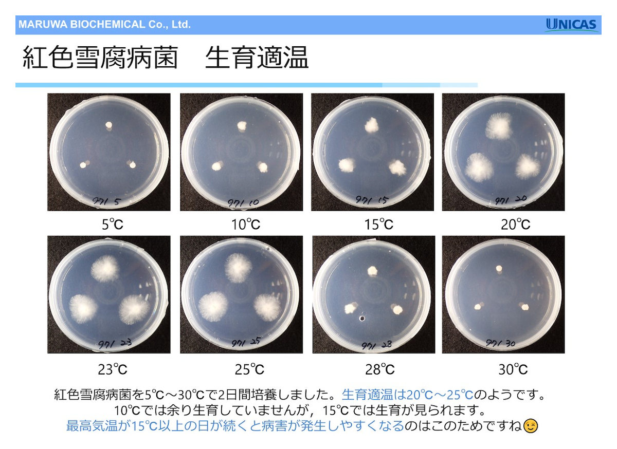 紅色雪腐病菌 生育適温