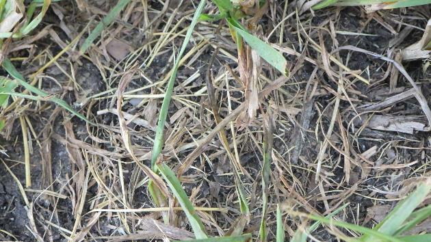 メリケントキンソウの発生生態「2020年8月下旬(発生前)」