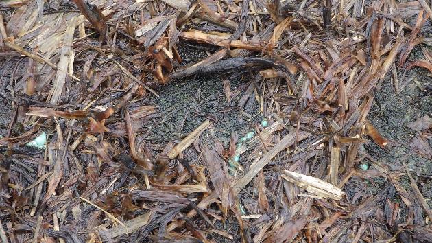 メリケントキンソウの発生生態「2020年9月上旬(発生前)」