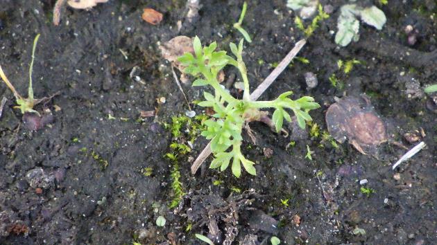 メリケントキンソウの発生生態「2020年10月下旬(生育初期)」