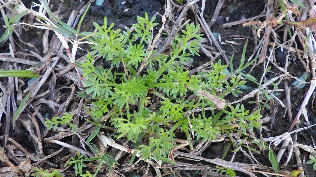 メリケントキンソウの発生生態「2020年11月下旬(生育中期)」