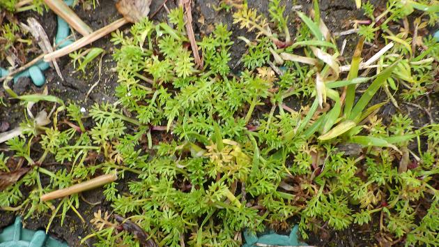 メリケントキンソウの発生生態「2020年12月下旬(寒くても生長)」