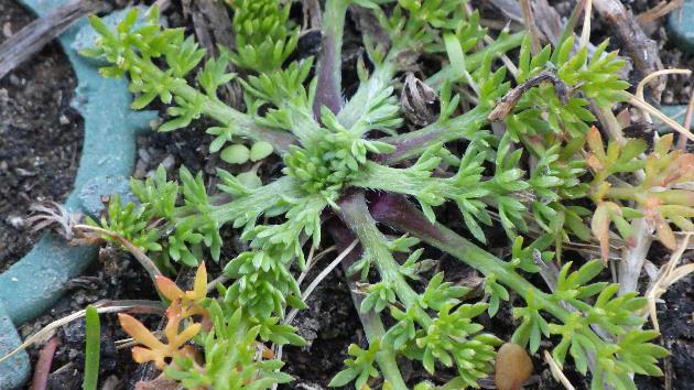 メリケントキンソウの発生生態「2021年2月下旬(春に向け生長が旺盛になる)」