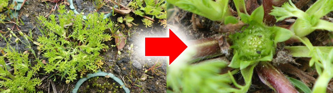 メリケントキンソウの発生生態「2021年4月上旬 そろそろ、そう果に刺が形成され始めます」