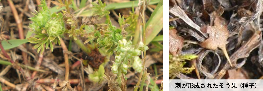 メリケントキンソウの発生生態「2021年5月下旬 そう果に刺が形成され、結実します」