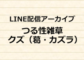 ユニカス事業部　LINE配信アーカイブ　つる性雑草　クズ（葛・カズラ）