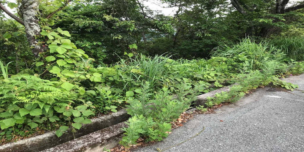 ゴルフ場　駐車場外周に発生したクズ