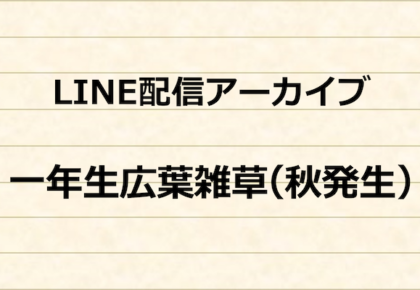 ユニカス事業部　LINE配信アーカイブ　秋発生の一年生広葉雑草