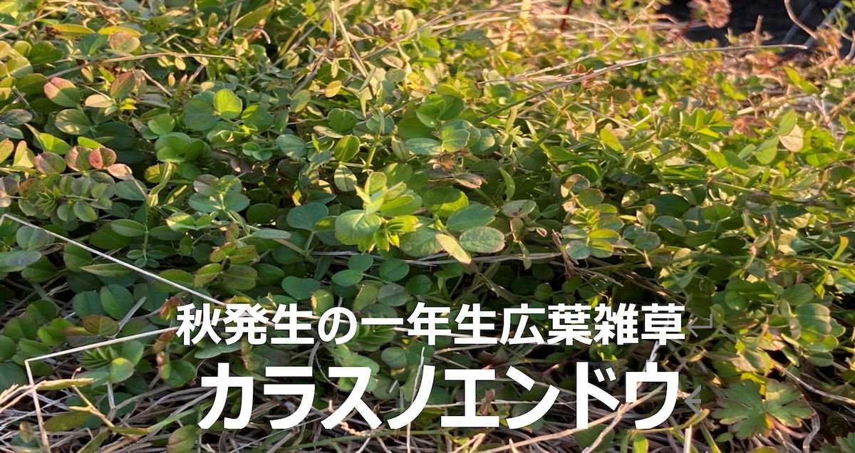 カラスノエンドウ