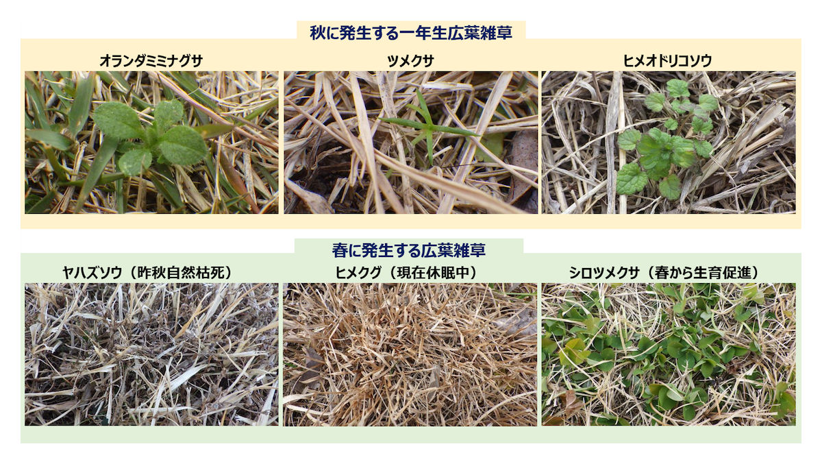 秋に発生する一年生広葉雑草と春に発生する広葉雑草