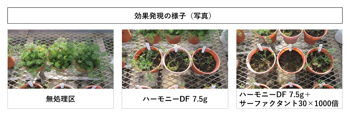 イヌカミツレへのハーモニーDFの試験結果及び効果
