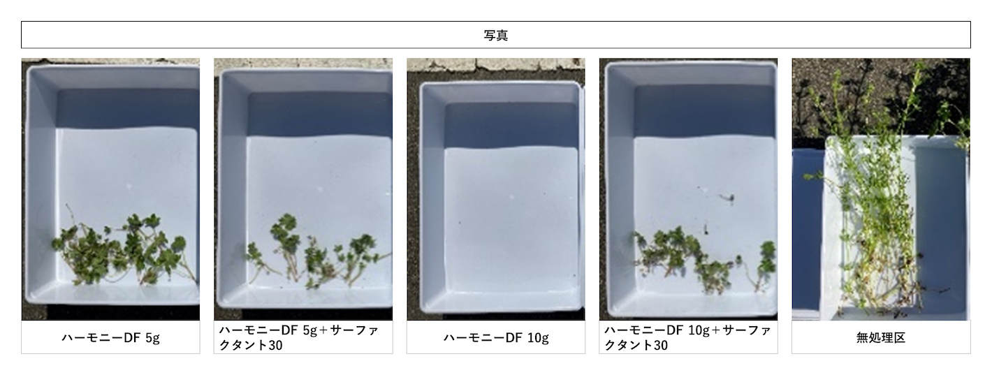 アメリカフウロへのハーモニーDFの試験結果及び効果
