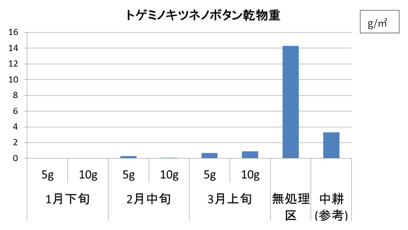 トゲミノキツネノボタン乾物重