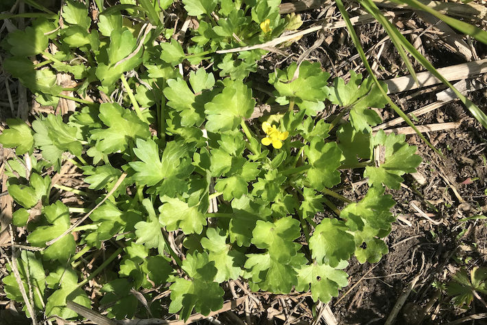 トゲミノキツネノボタン