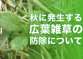 秋に発生する広葉雑草の防除について