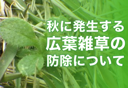 秋に発生する広葉雑草の防除について