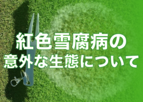 紅色雪腐病の意外な生態について
