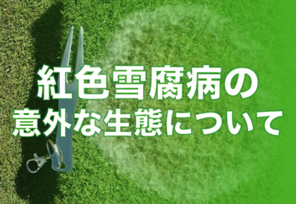 紅色雪腐病の意外な生態について